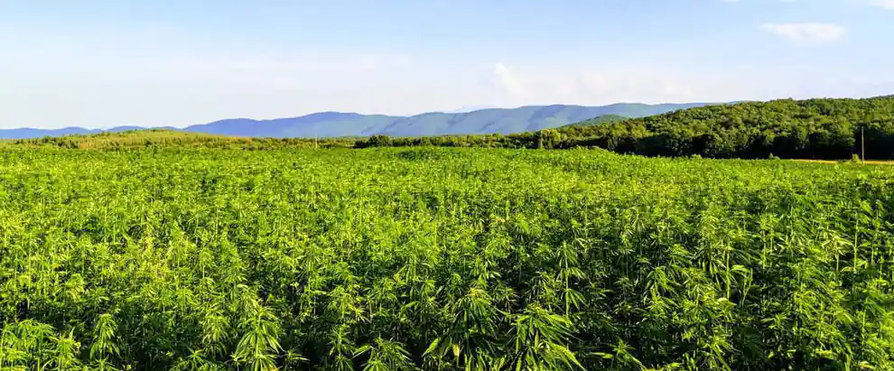 Cannabis field with naturally grown marihuana 